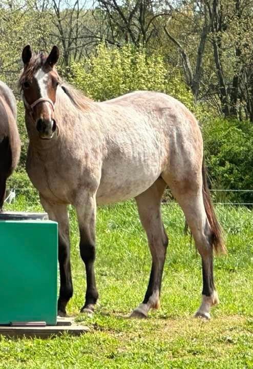 Foals sired by Its Time To Smokum