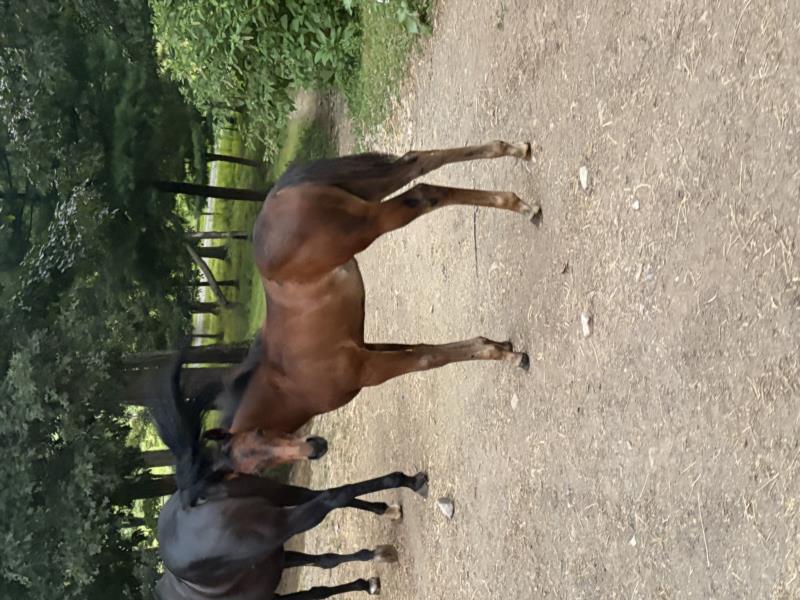 Foals sired by Senor Shiney Cat