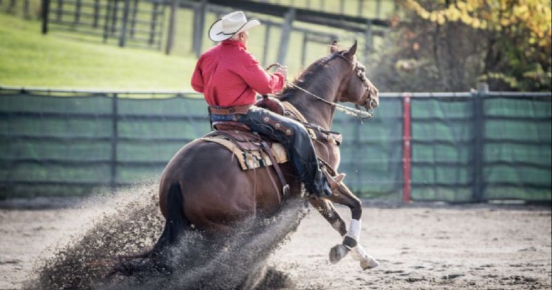 Sold Horses