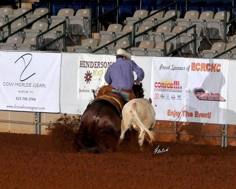 Working cow horses