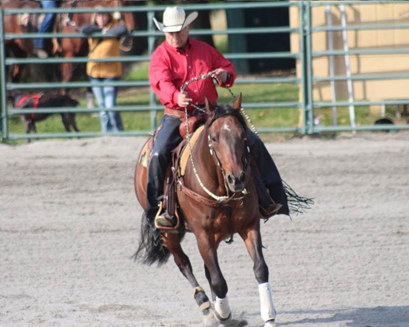 working cow horses for sale