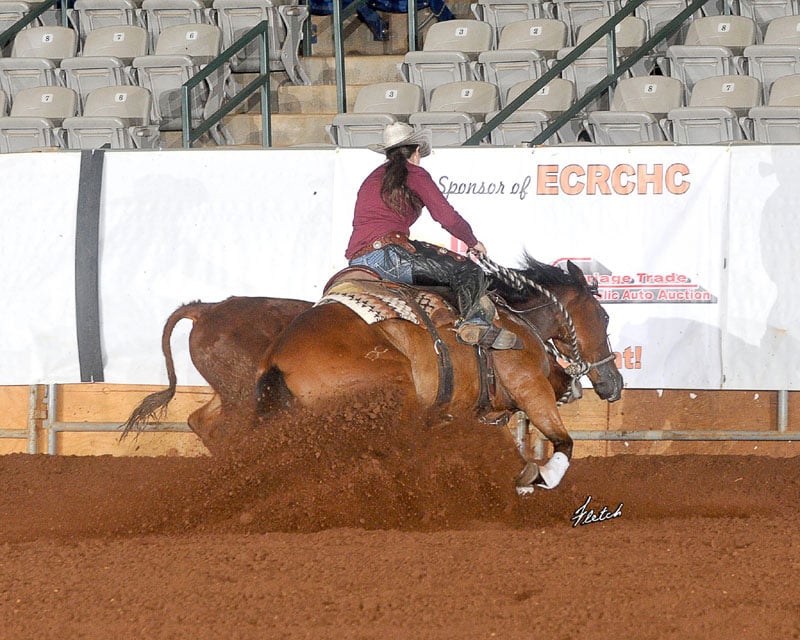 performance bred quarter horses